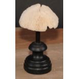 Natural History - a mushroom coral specimen, mounted for display, 15cm high overall