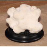 Natural History - a coral specimen, mounted for display, 8cm high overall