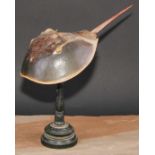 Natural History - a horseshoe crab (limulidae) specimen, mounted for display, turned stand, 24cm
