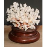 Natural History - a large coral specimen, mounted for display, turned mahogany base, 23cm wide