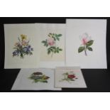 B J McGuire A set of five, Botanical Studies signed, watercolour heightened in white, 31cm x 25.5cm