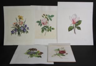 B J McGuire A set of five, Botanical Studies signed, watercolour heightened in white, 31cm x 25.5cm