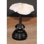 Natural History - a mushroom coral specimen, mounted for display, 15cm high overall