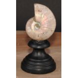 Natural History - Paleontology - a pearly ammonite, mounted for display, 15cm high overall