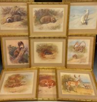 Archibald Thorburn (1860 - 1935), after, British Wildlife, a set of nine lithographs, gilt frames,