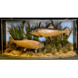 Taxidermy - a pair of Victorian Brown Trout, bow front case, (faults) 47cm high, 100 cm wide, 21cm