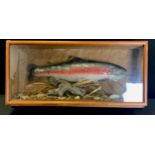 Taxidermy - a naturalistically mounted Rainbow Trout, wall mounting glazed pine case, 39cm high,