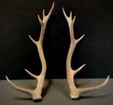 A pair of young Deer antlers, approx 60cm long