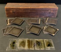Thirty six Victorian magic lantern slides, Biological and Botanical interest inc Moulds, Wheat