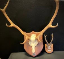 A set of ten-point Red Deer Antlers, mounted on a shield-shaped wooden plaque, taken in Inverailort,