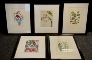 Interior design - a set of five framed reproduction Botanical / Natural History prints, Narcissus