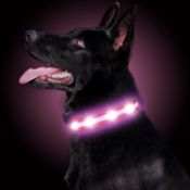 RRP £70 Set of 7 x LED Dog Collar, USB Rechargeable Waterproof Light Up Pet Collars, Reflective