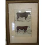 colour engraving of cattle