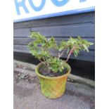 Large terracotta pot with Rhododendron plant. Pot H40cm approx