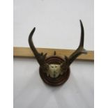 Roe deer antlers mounted