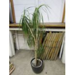 House plant in pot H140cm approx