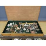 Fossil collection in wooden case