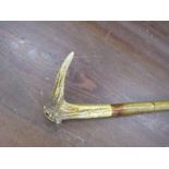 A wooden walking stick topped with a deer antler handle 130cm in length
