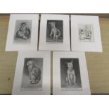 5 Louis Wain prints in mounts 20x15.5cm