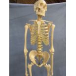 Vintage resin life size anatomical medical quality skeleton