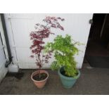 2 Acers in pots