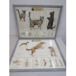 Canine and Feline anatomy prints, framed and glazed 70x55cm