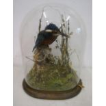 Taxidermy kingfisher