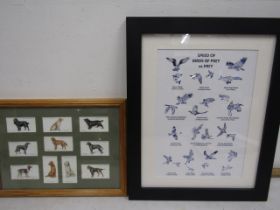 Players Gun Dog cigarette cards framed and a print of  birds of prey and their speeds