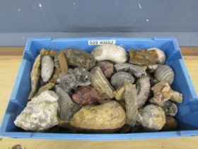 Collection of fossils and crystals