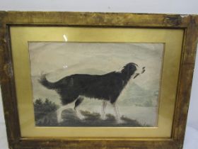 unsigned watercolour of a Collie dog51x37cm