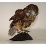 Taxidermised owl figure