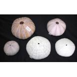 Collection Of five sea urchin specimens