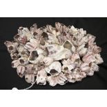 Pink barnacle cluster