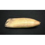 Antique Fijian Tabua Sperm Whale Tooth