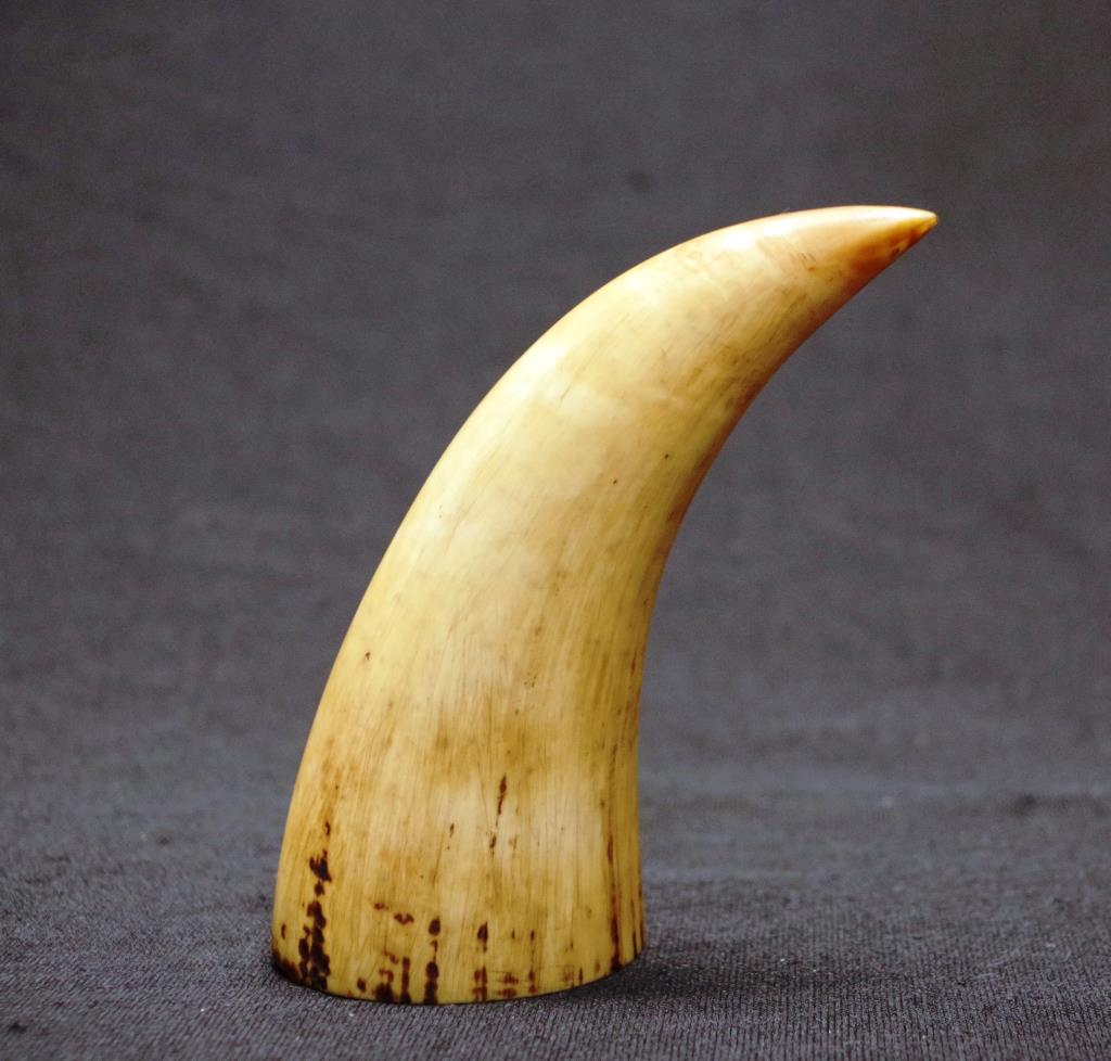 Sperm whale ivory tooth - Image 2 of 3