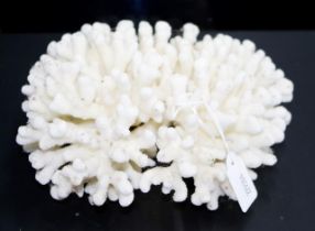 Finger coral specimen