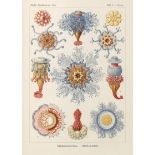 Haeckel, Ernst: Kunstformen der Natur