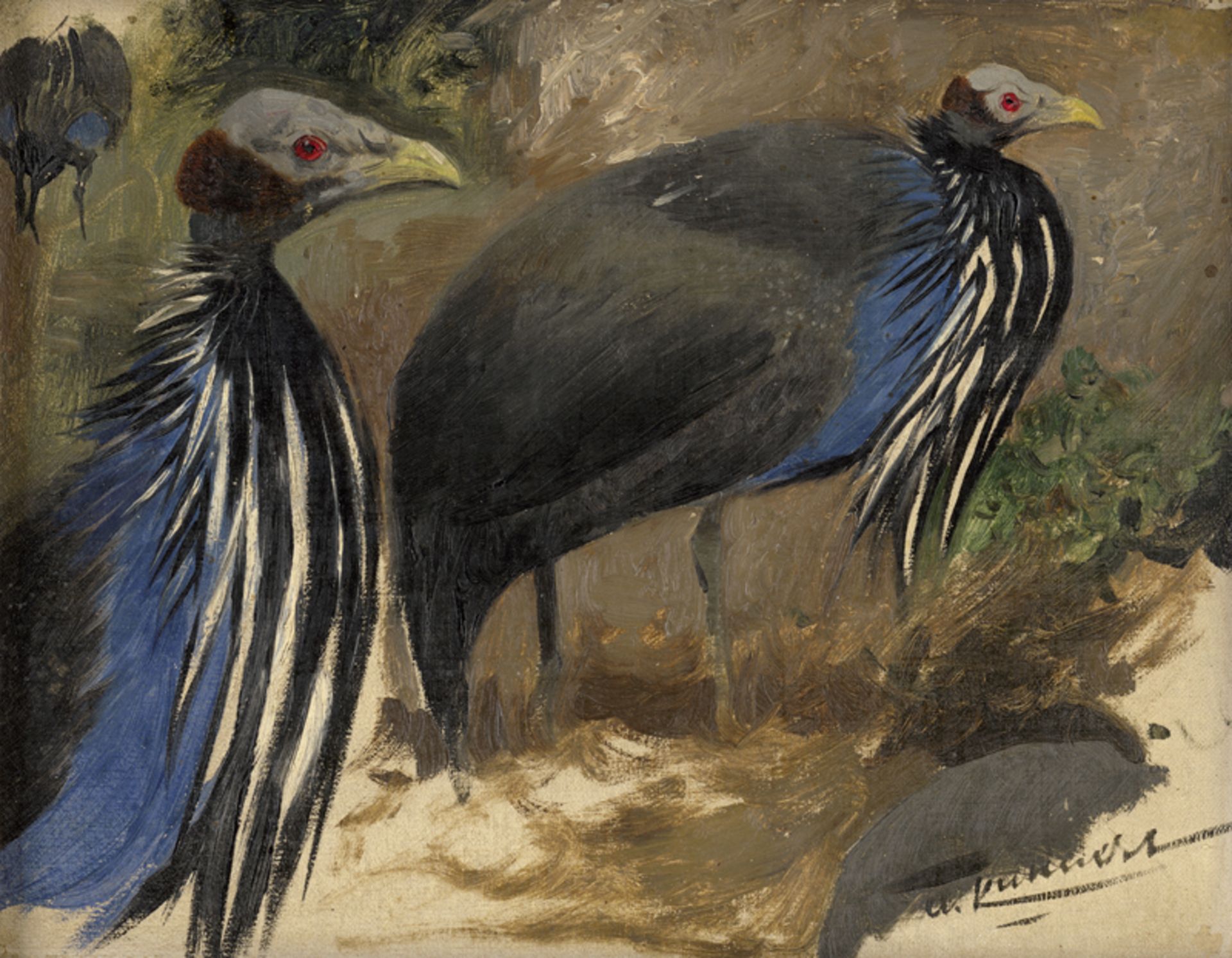 Kuhnert, Wilhelm: Ostafrikanische Geierperlhühner (Acryllium vulturinum)