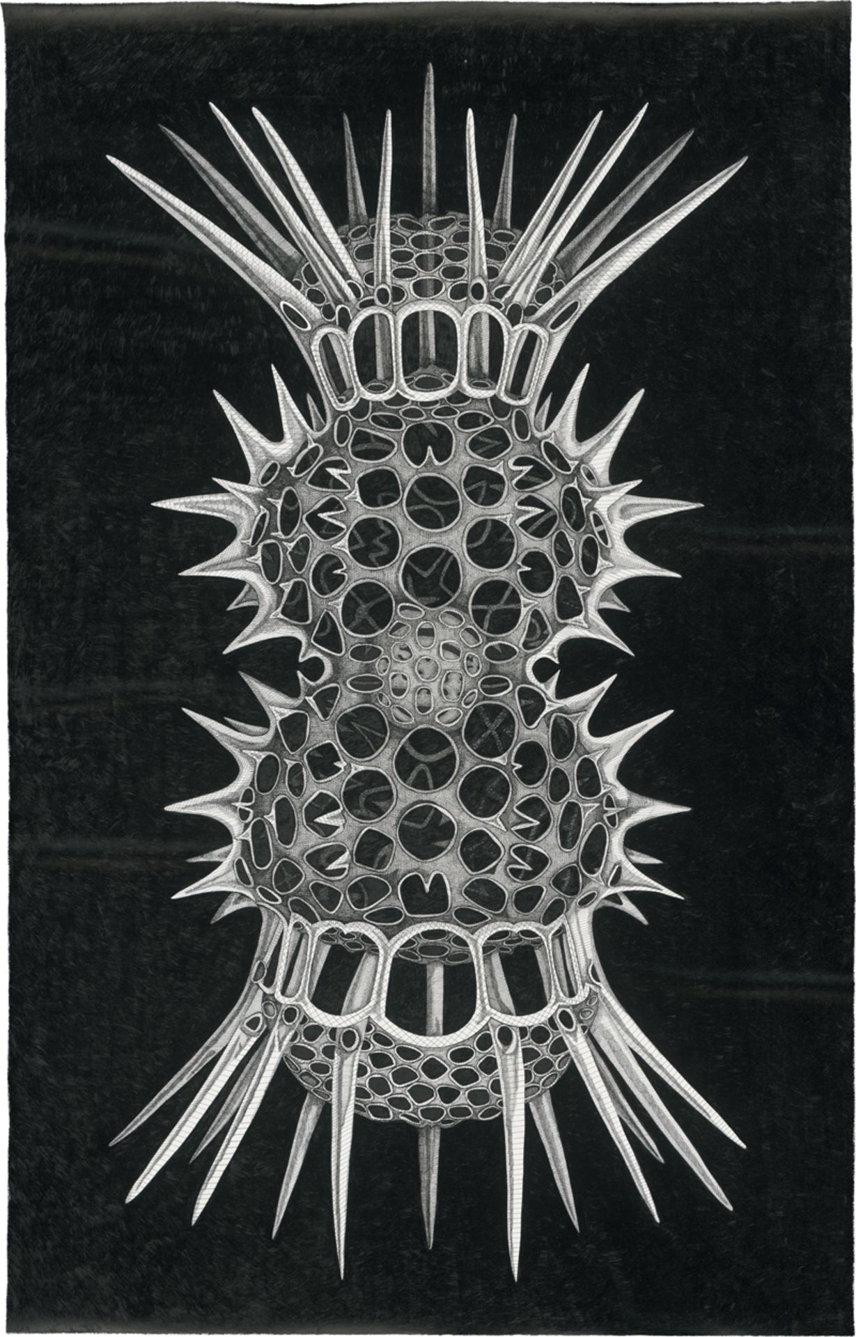 Fioratti Loreto, Arianna: Radiolaria