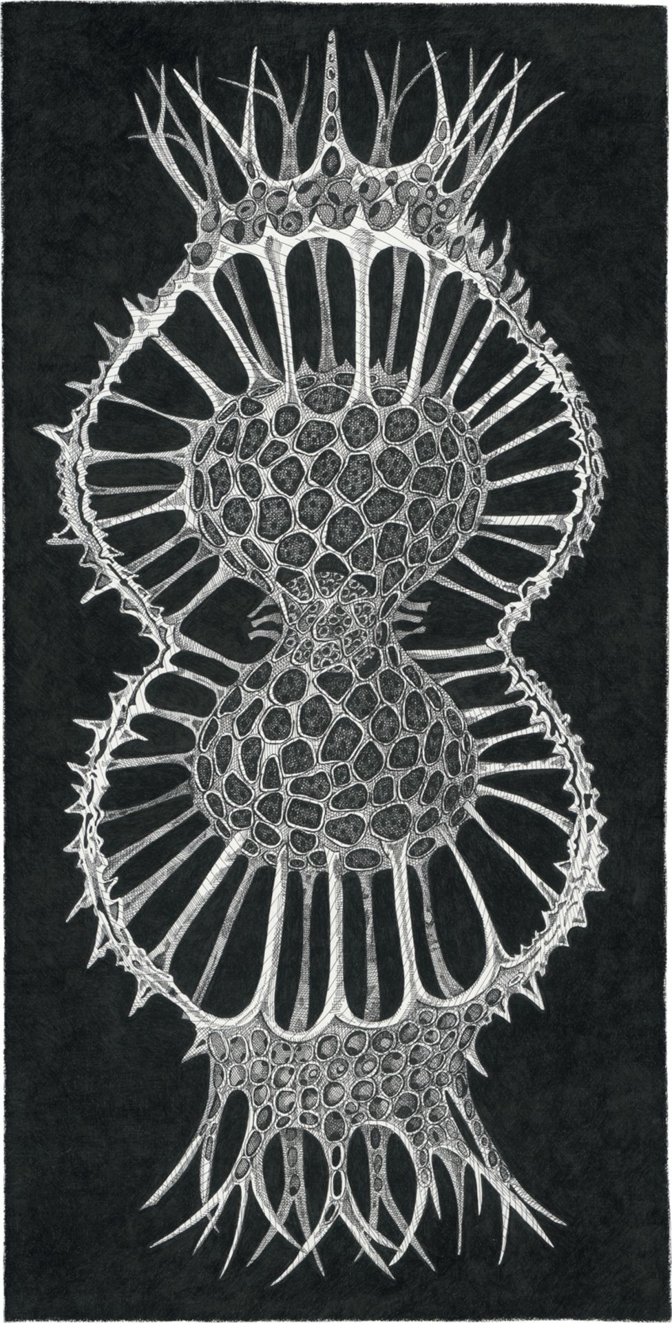 Fioratti Loreto, Arianna: Radiolaria