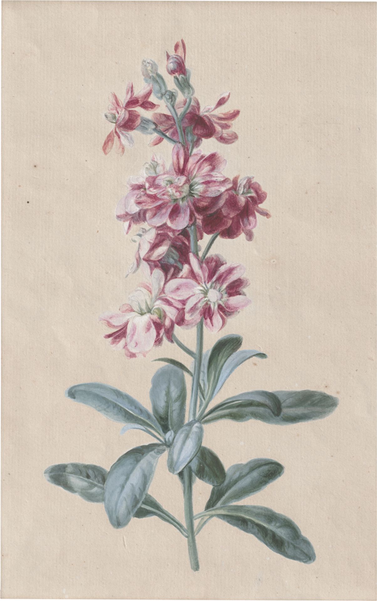 Friedrich, Caroline Friederike: Französisches Leimkraut (Silene gallica)