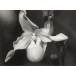 Auradon, Pierre: Orchid (Paphiopedilum/Venus Slipper) detail