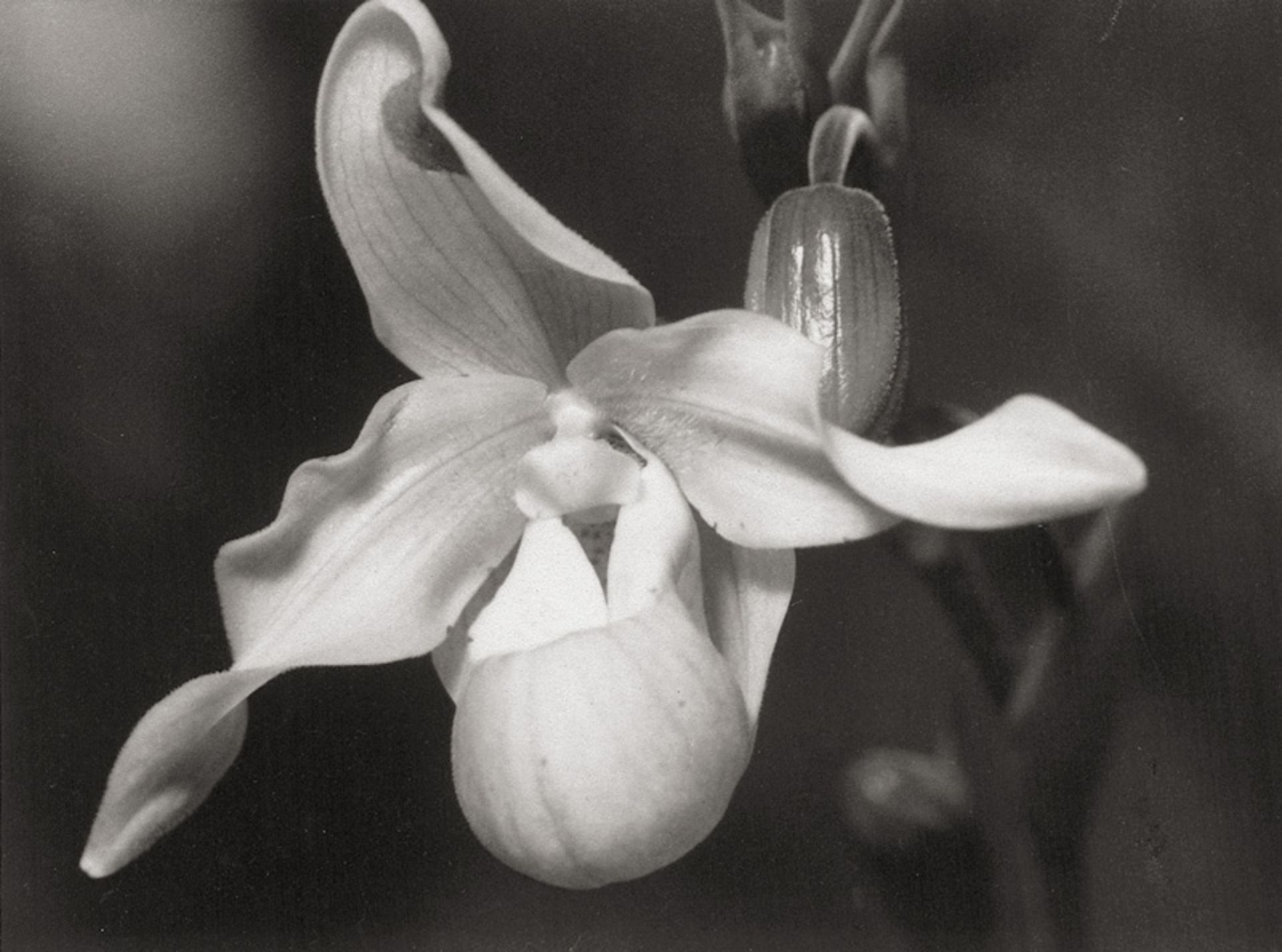 Auradon, Pierre: Orchid (Paphiopedilum/Venus Slipper) detail