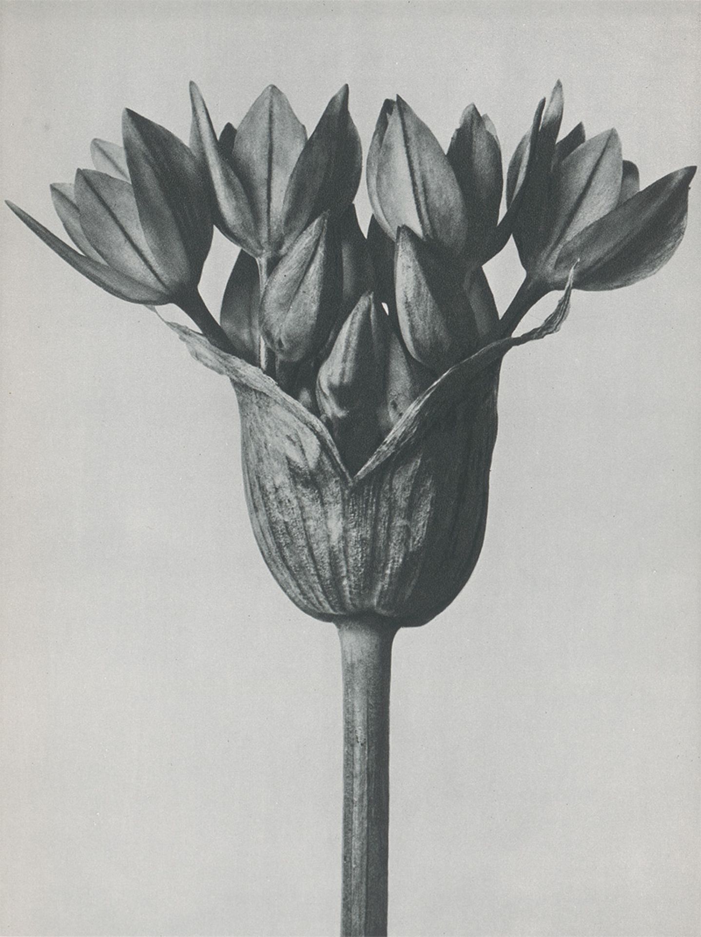 Blossfeldt, Karl: Urformen der Kunst. Photographische Pflanzenbilder (Port... - Image 2 of 3