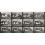 Muybridge, Eadweard: Lions