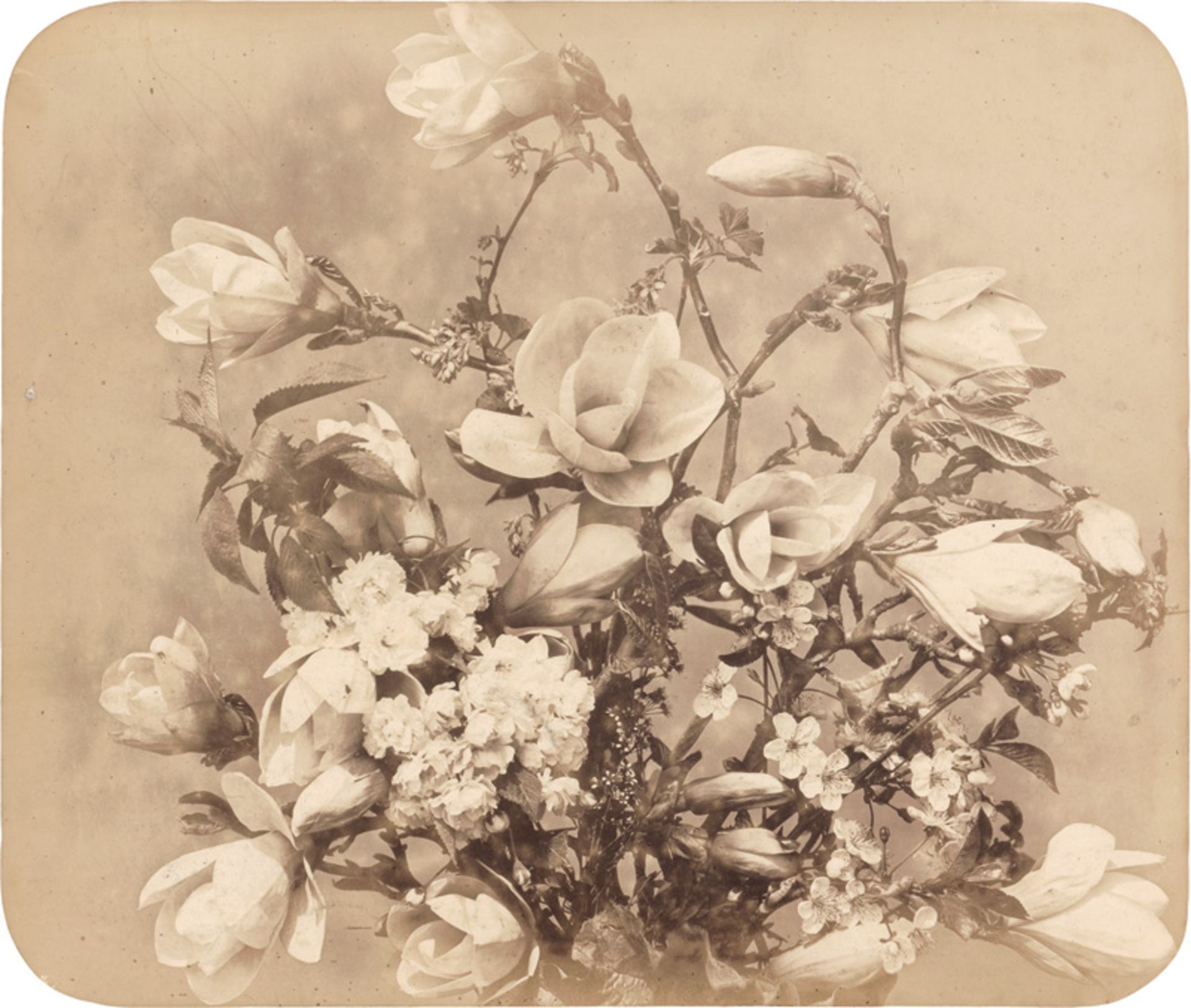 Braun, Adolphe: Magnolias and other flowers