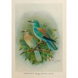 Naumann, Johann Friedrich: Vögeldarstellungen aus "Naturgeschichte der Vögel Mittel...