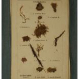 Herbarium: Sammlung von 26 Tafeln mit zahlreichen montierten Trocke...