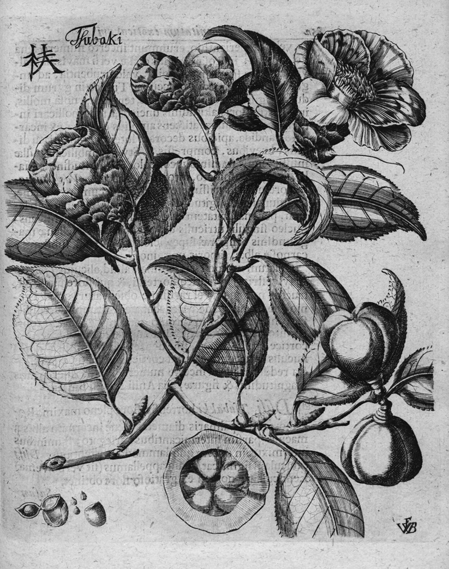 Kaempfer, Engelbert: Amoenitatum exoticarum politico-physico-medicarum fascic... - Image 2 of 2