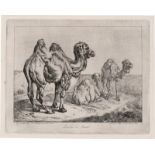 Klein, Johann Adam: Dromedar und Cameel